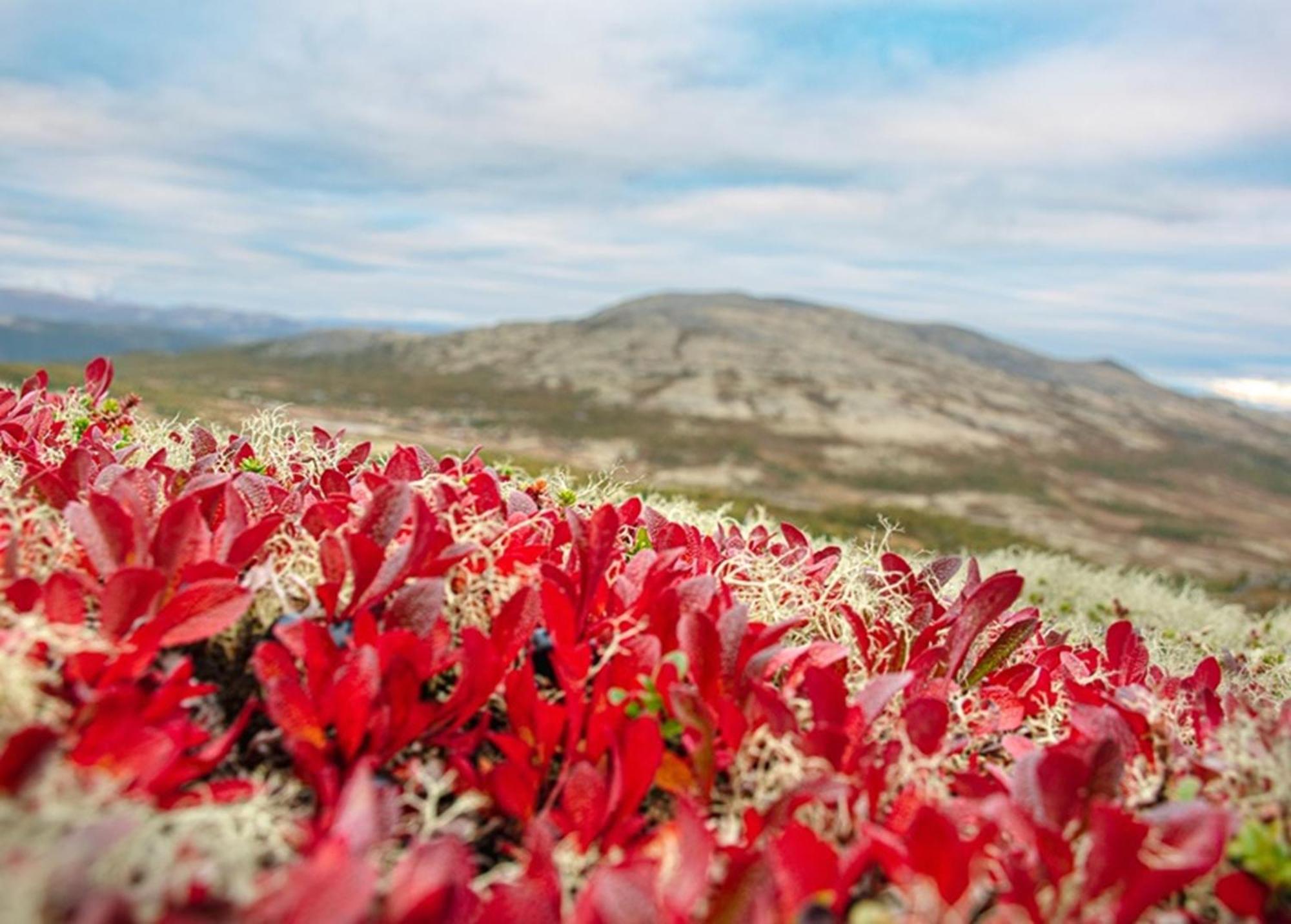 Hovringen Hogfjellshotell מראה חיצוני תמונה